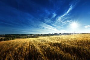 Controlling moisture is critical in the production of top-quality wheat and other grains.