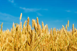 When selling grain, moisture content is very important to know. Otherwise, it is possible to be charged for too much water weight.