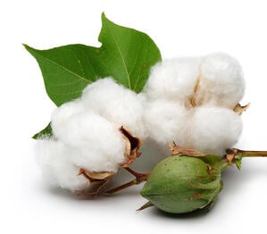 Cotton is one of the largest cash crops in the world, with millions of bales being made in the U.S. each year.