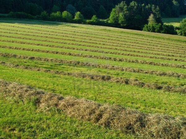 hay field