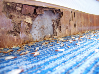 Best Moisture Meters for Home Inspections