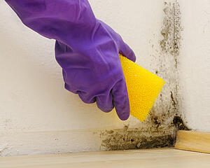 mold in home