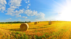 Hay harvest