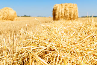 Hay