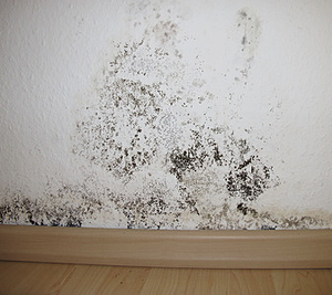 Mold is not only ugly to look at, but it poses a serious health risk to a building's occupants.