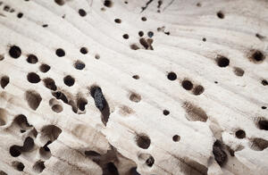 Termites can destroy a piece of wood with incredible speed. Other insects can prove to be a nuisance as well.