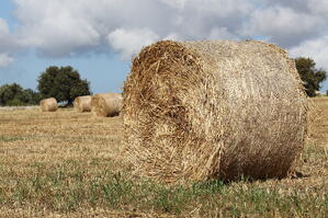Making hay isn't always as simple as cutting it and shaping it into a bale.