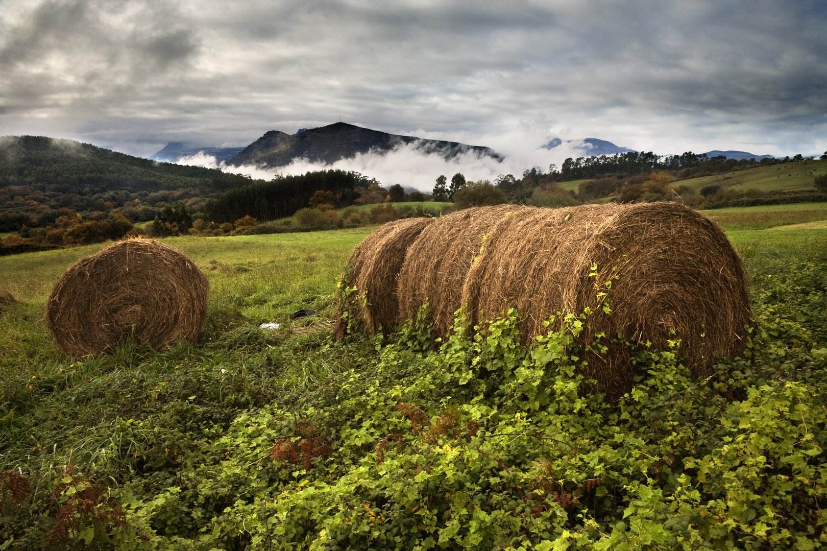 Best Moisture Meter Electrodes to Use for Hay Bales vs. Loose Hay