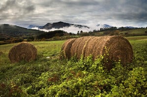 Hay is a very important crop, as it is a reliable source of animal forage for other farmers.