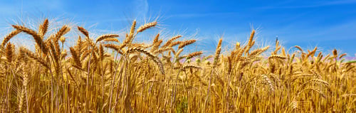 AdobeStock_88429504 copy.jpg