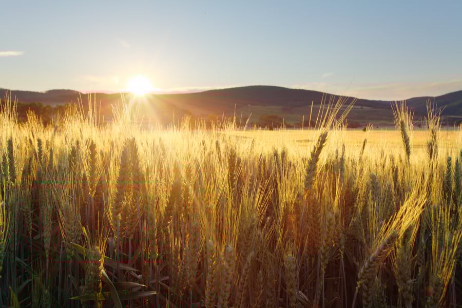 Grain Calibrations Important for Measuring Grain Moisture