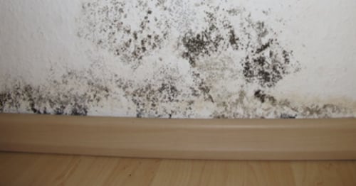 Interior-wall-mold-881996-edited