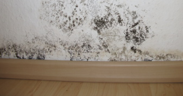 Interior-wall-mold-881996-edited