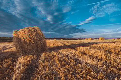Moisture Meters: An Essential Tool for Producing High Quality Hay