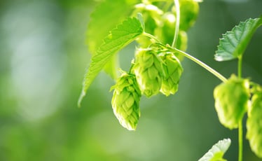 Hops Harvesting