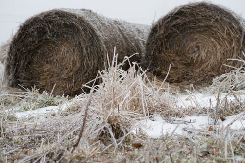 Two rows of hay bales covered in ice after a winter storm