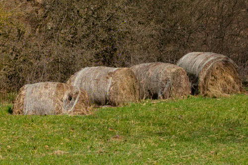 Hay bale rolls covered with plastic net stock