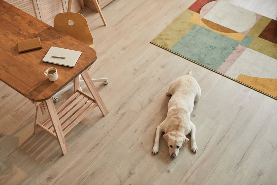 A quality wood floor job -- the perfect backdrop for a tranquil home and pet dog. 