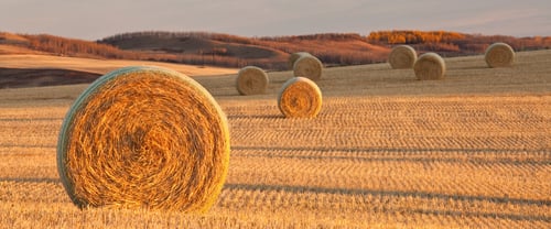 Large round hay bales in a prairie