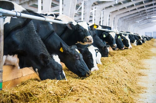 Buying a Hay Moisture Meter: The Ultimate Checklist
