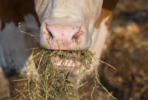 Cow eating fodder