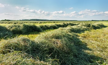 measuring moisture in fresh-cut hay in the windrow is very different from measuring moisture in a bale.