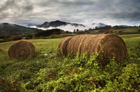 Measuring moisture in hay bales is different from measuring it in the windrow.