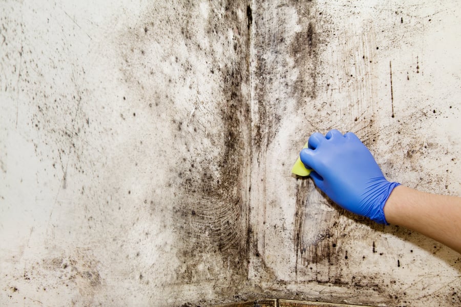 mold risk